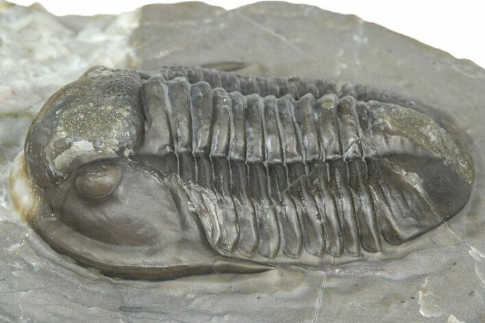 Inflated Proetid Trilobite - Jorf, Morocco #362848